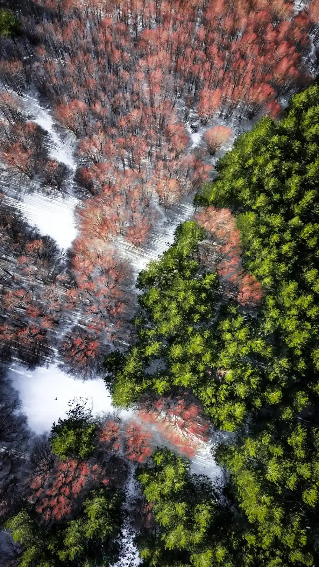 Vue aérienne de la hêtraie avec le Refuge Timparossa depuis le haut