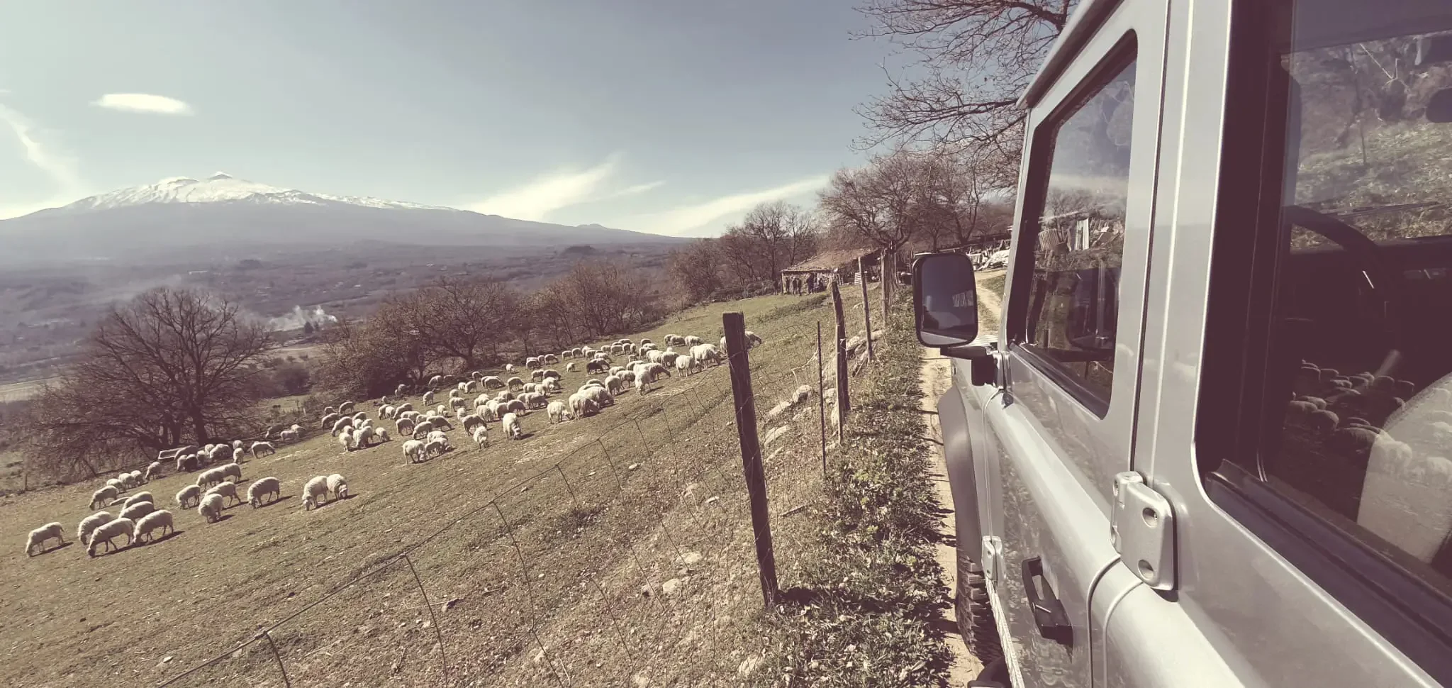 Paysage de l'Etna avec un troupeau de moutons pendant le tour en jeep