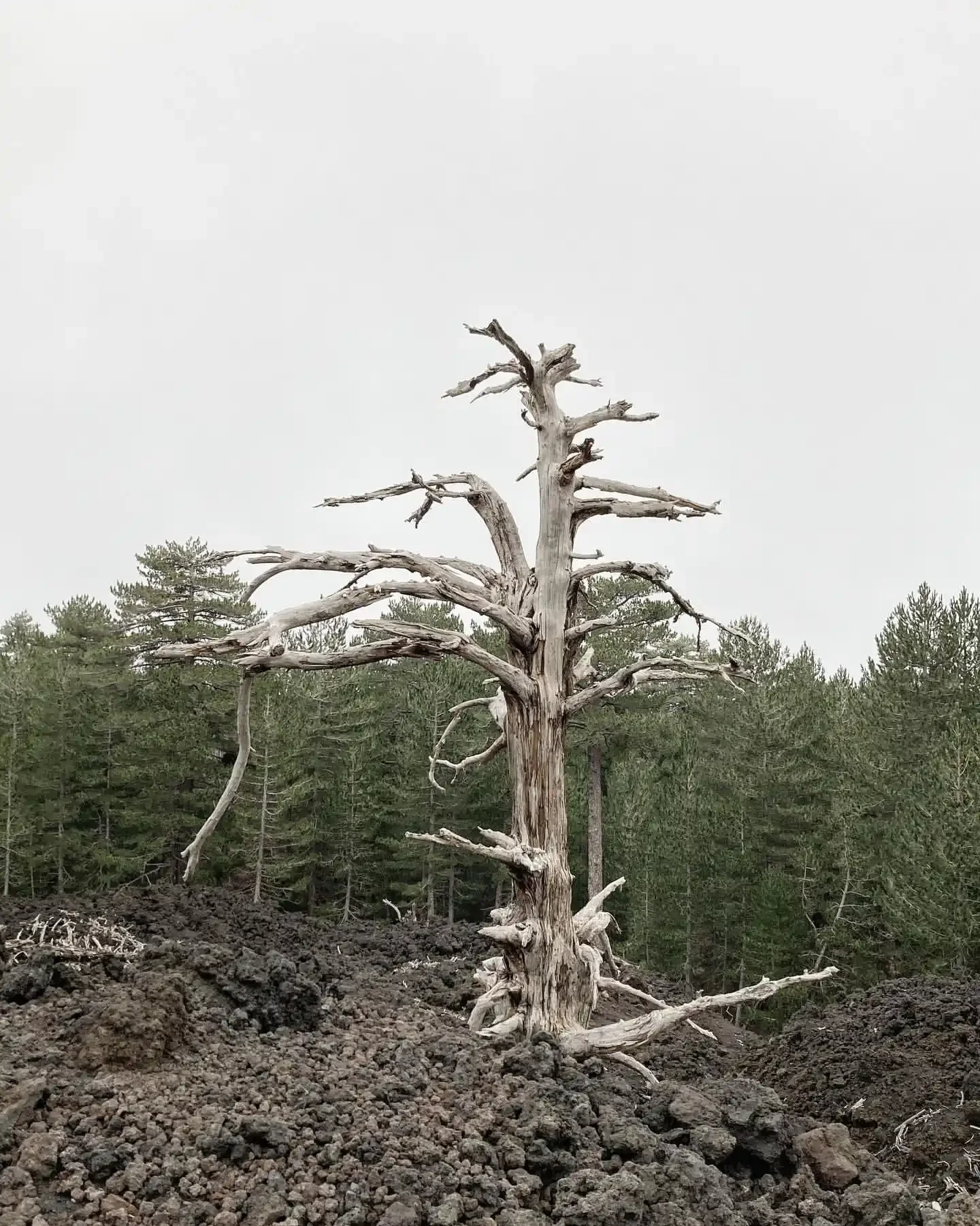 Arbre carbonisé le long du parcours