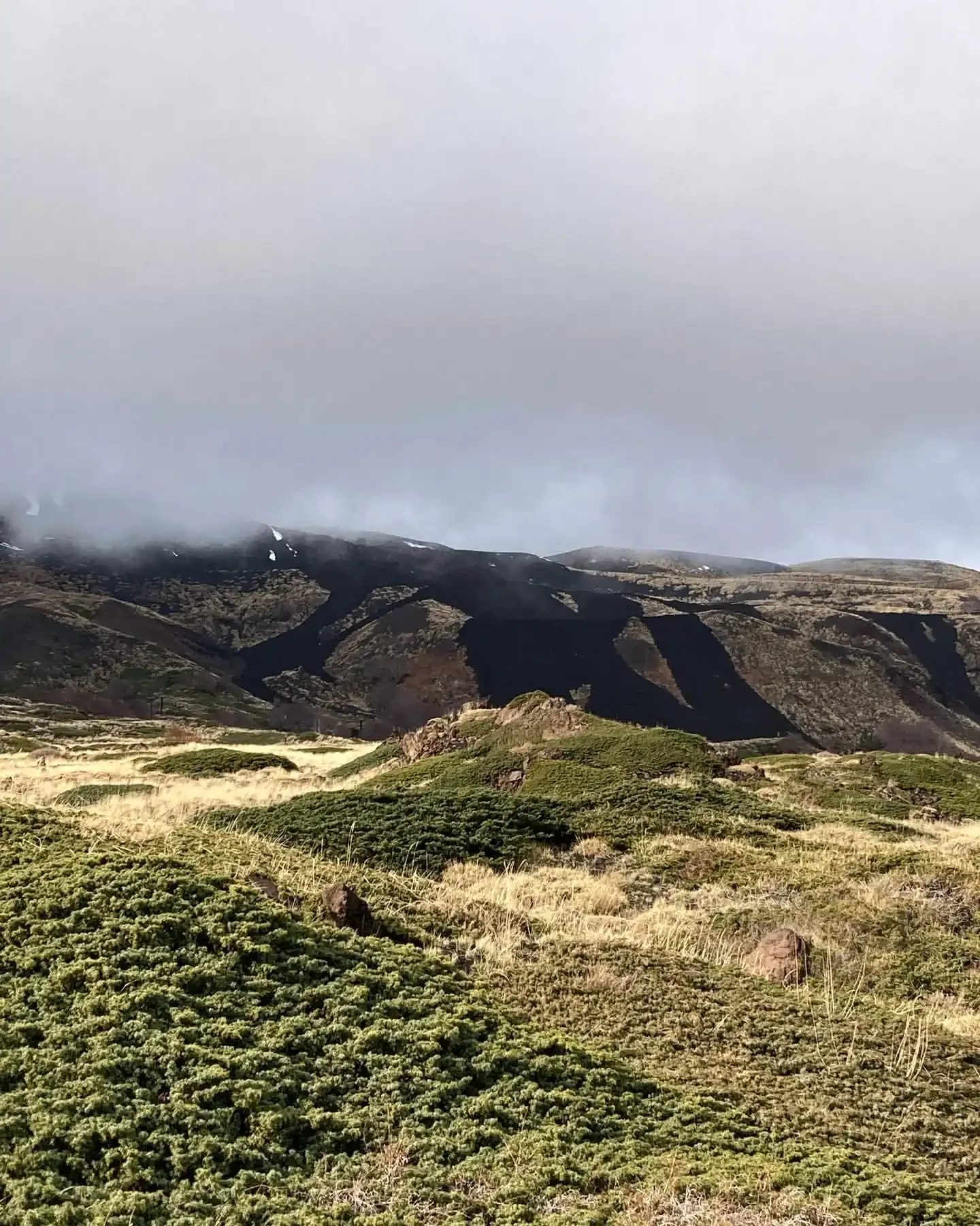 Contraste entre la végétation verte et les coulées de lave noires